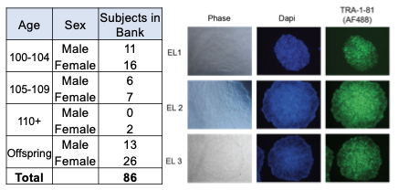 Murphy Laboratory figure showing its exceptional-longevity stem-cell bank and stained cell colonies
